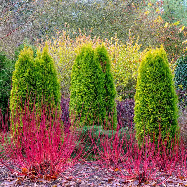 Cardinal Red Twig Dogwood Hedge